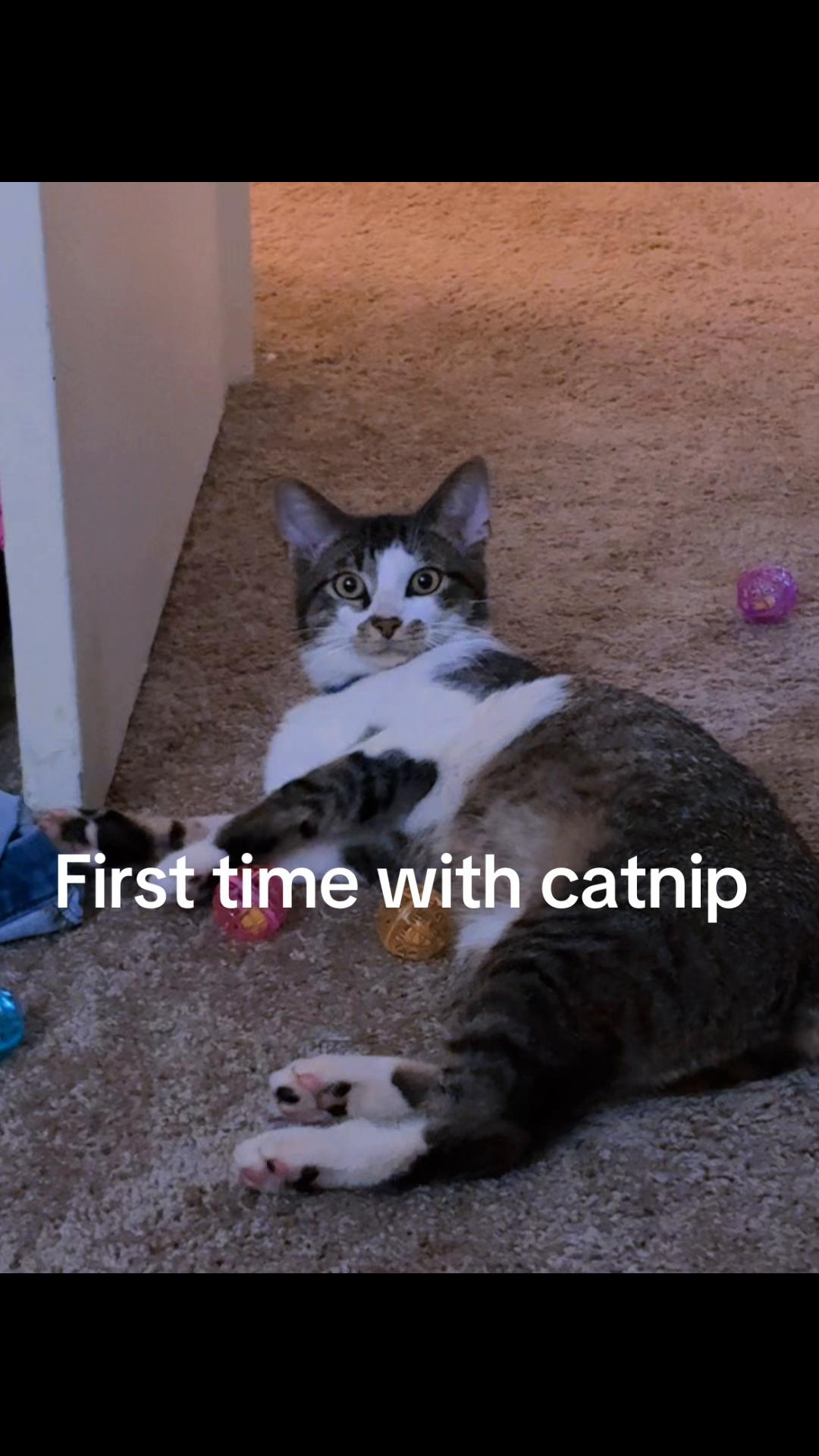 @ginni