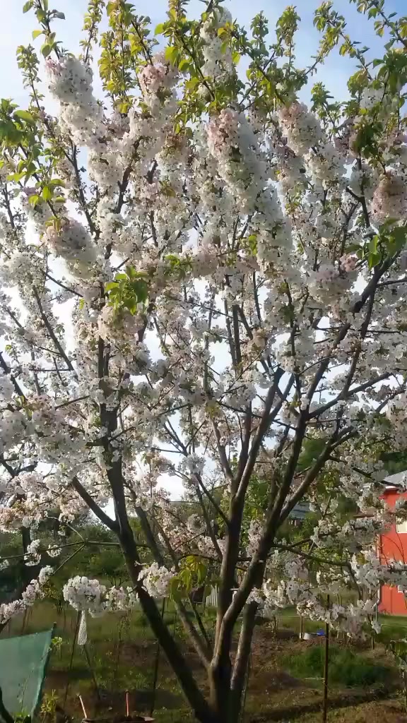 @Araz 07