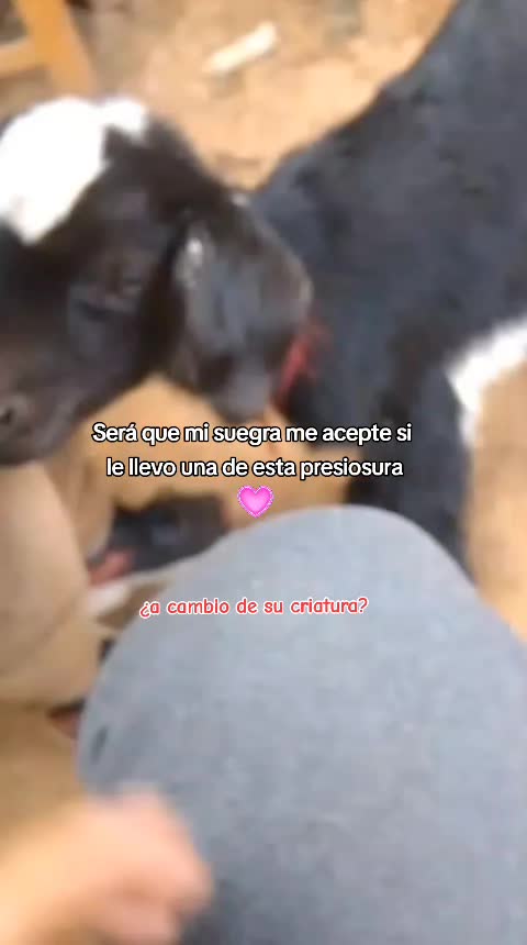 @Pedrito