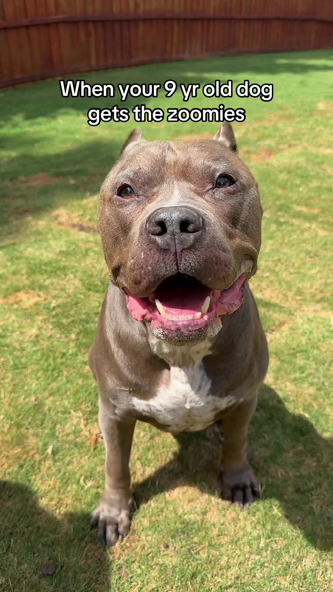 @My Dog&rsquo;s Dope
