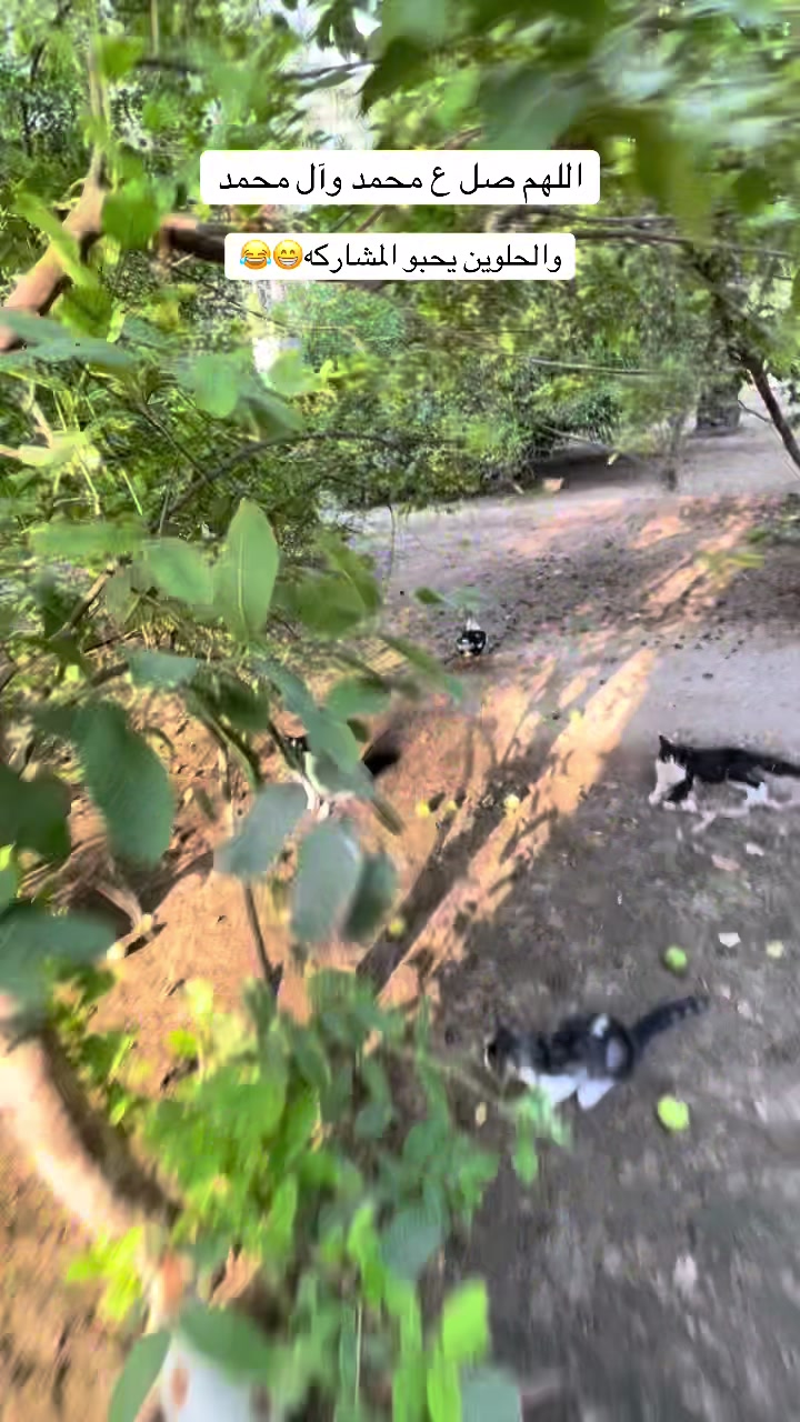 @ashkaltbiah