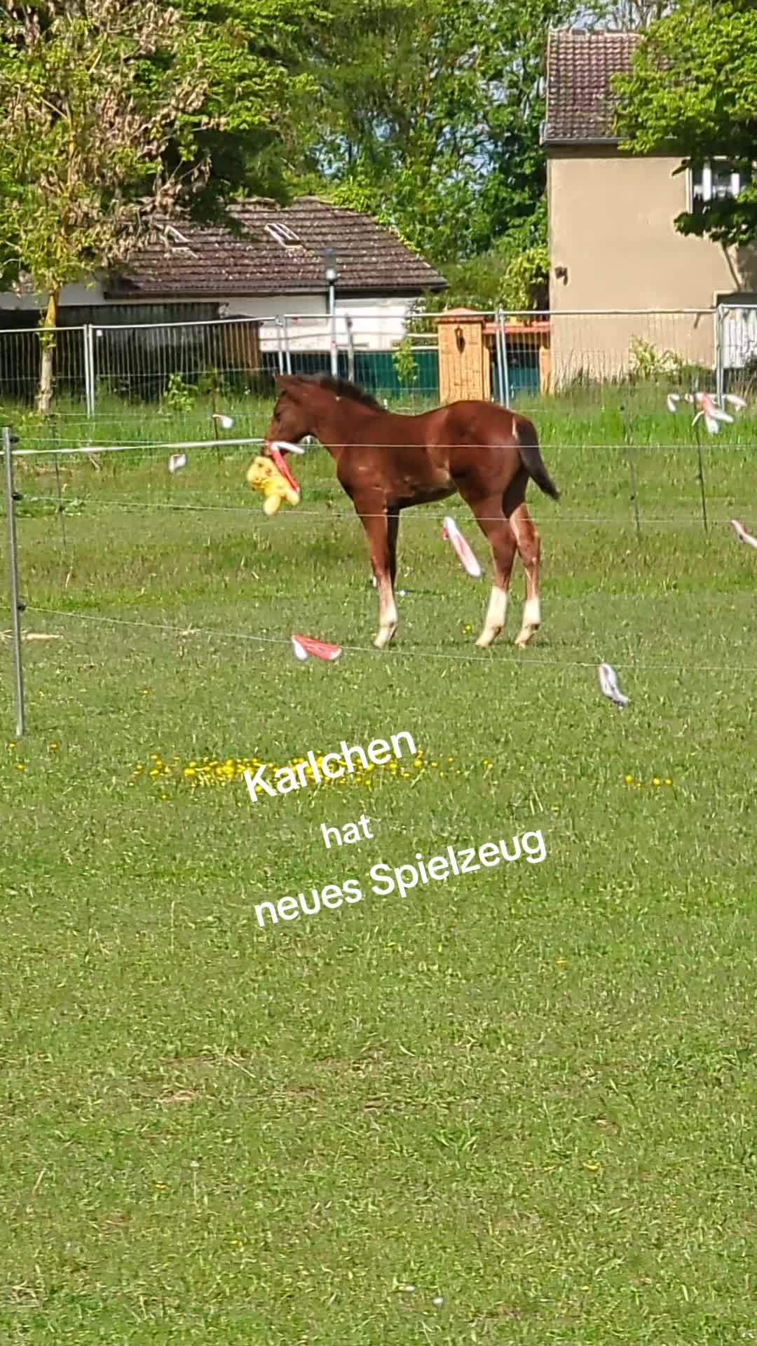 @utekraus0