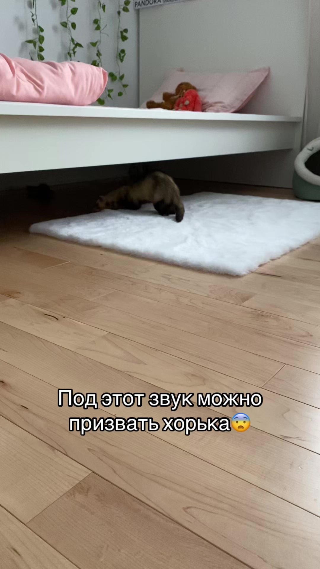 @F_u_r_e_t🐾✨🤍