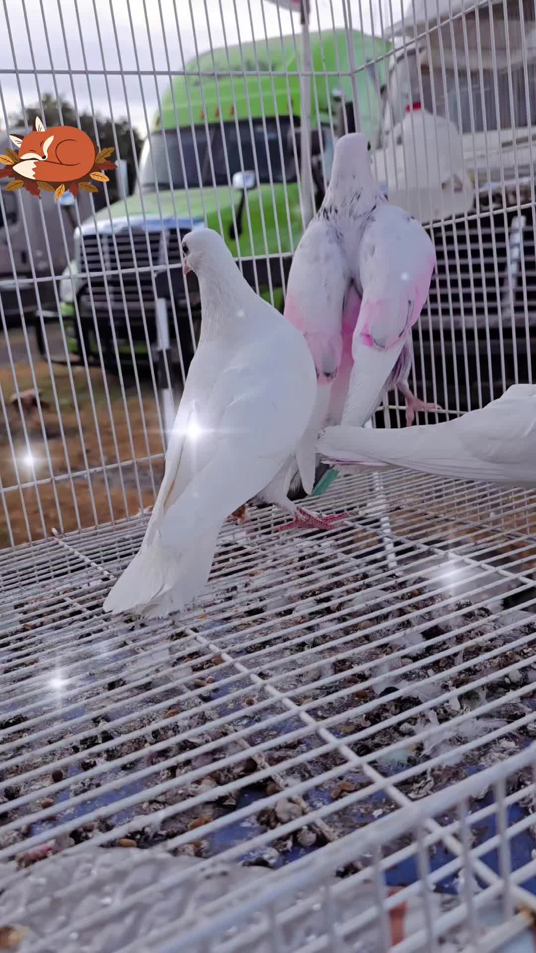 @Rana Sufi