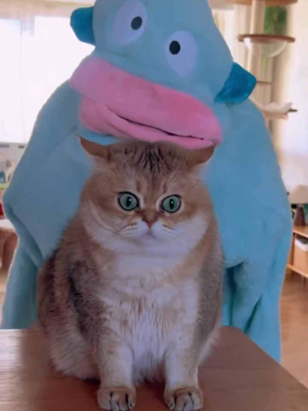 @Chonky World Of Cats