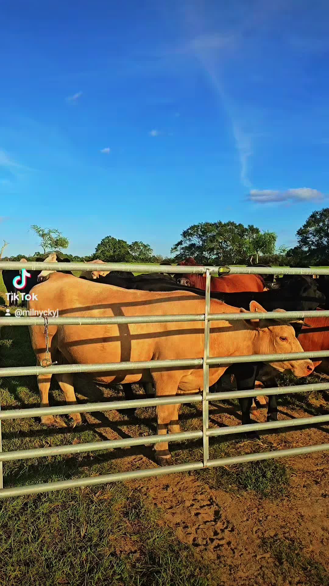 @M.I. CATTLE CO.
