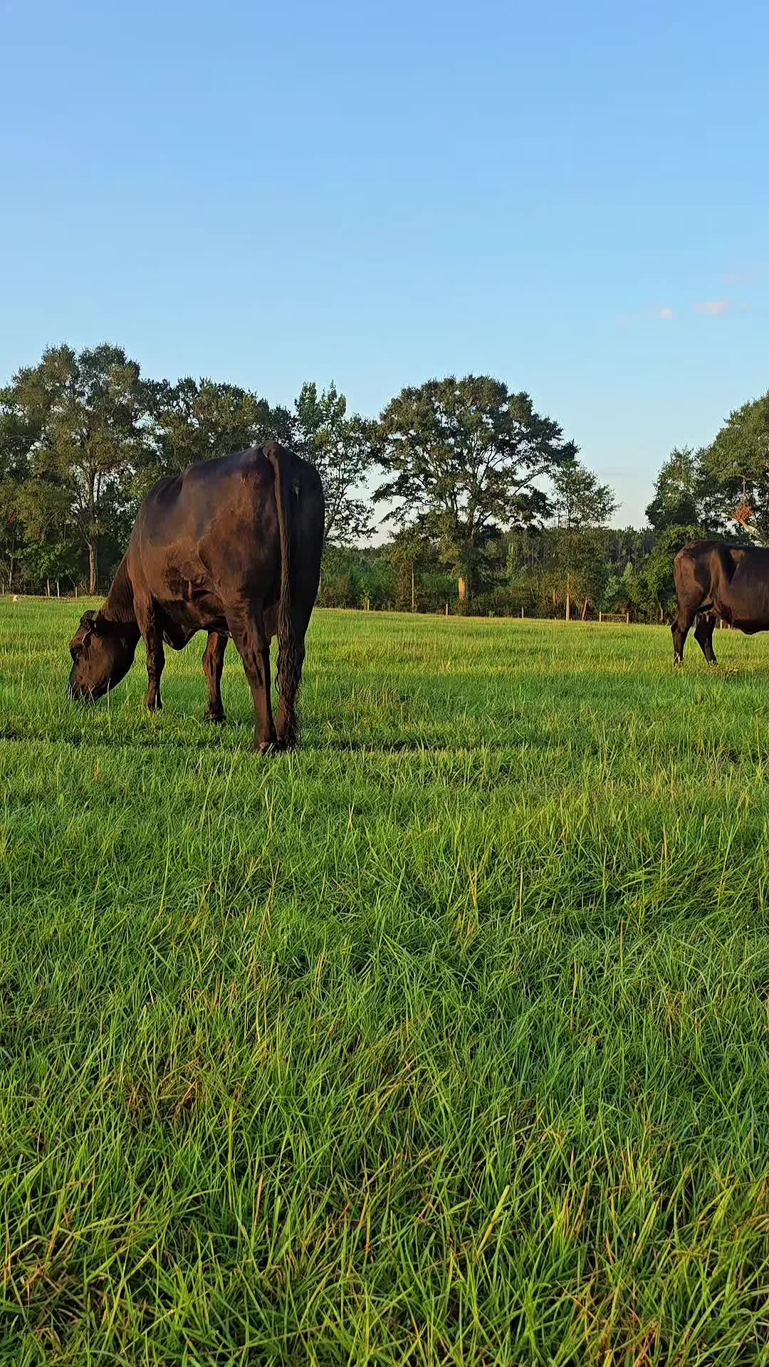 @M.I. CATTLE CO.