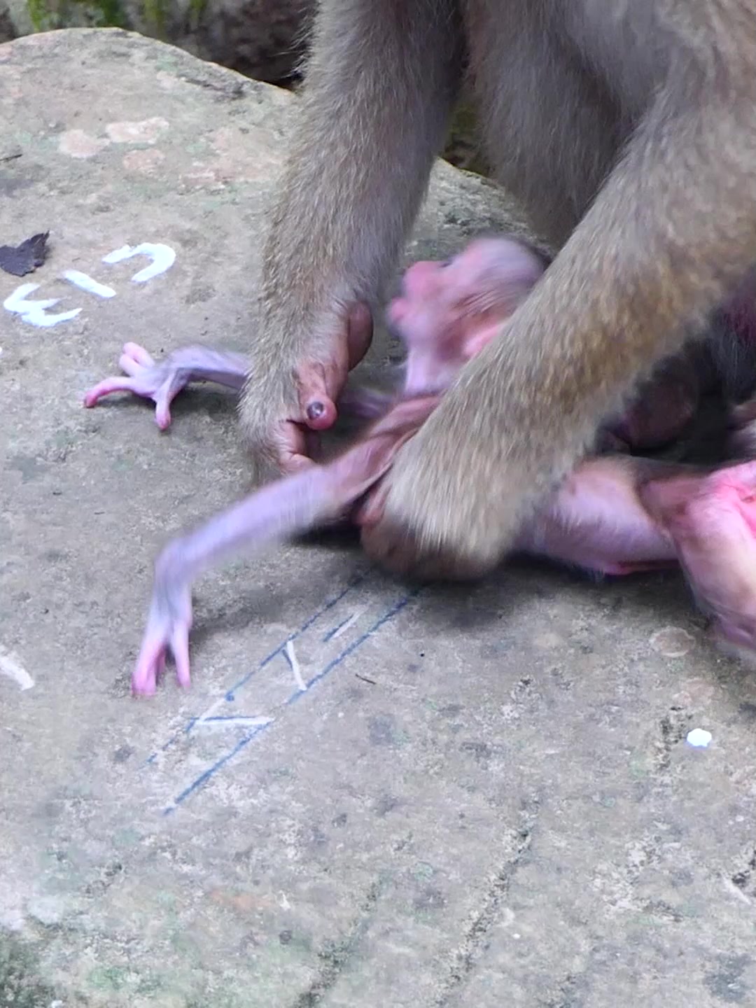 @Monkey Discovery