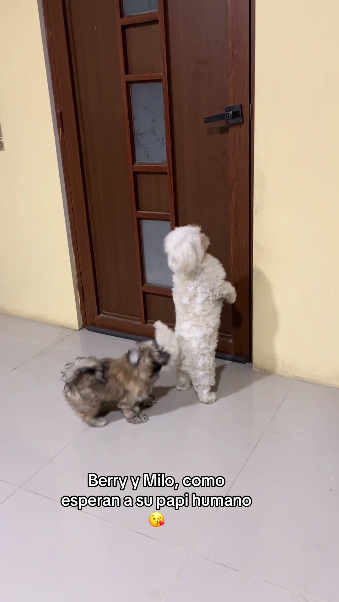 @🐶HILDA Y BERRY EL ALBINITO🐶