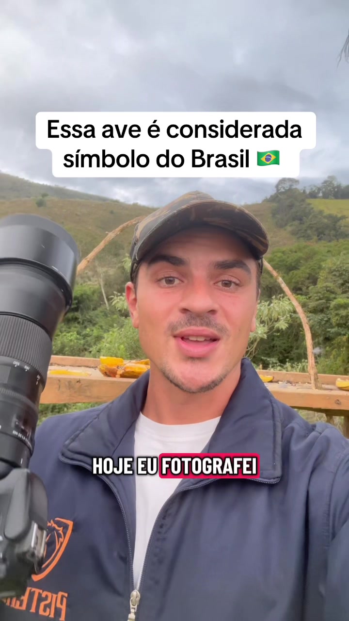 @Vinícius Köhn Pássaros