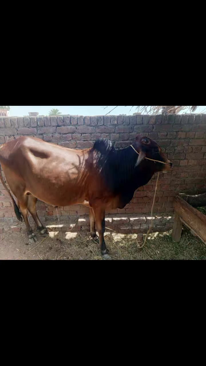@naseerali 119
