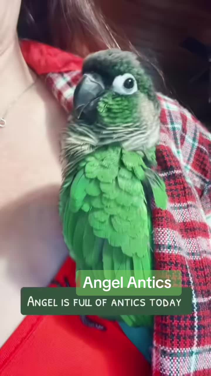 @Animal&ensp;Antics