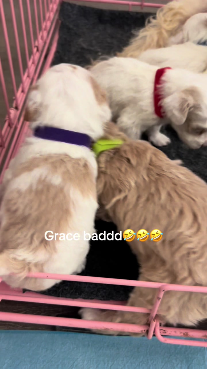 @Shortcake_kennel_2