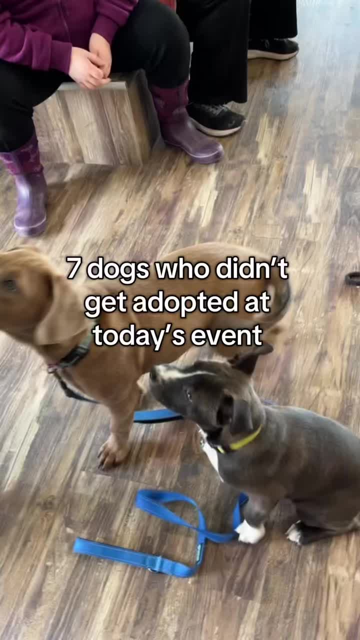 @716 PAWS