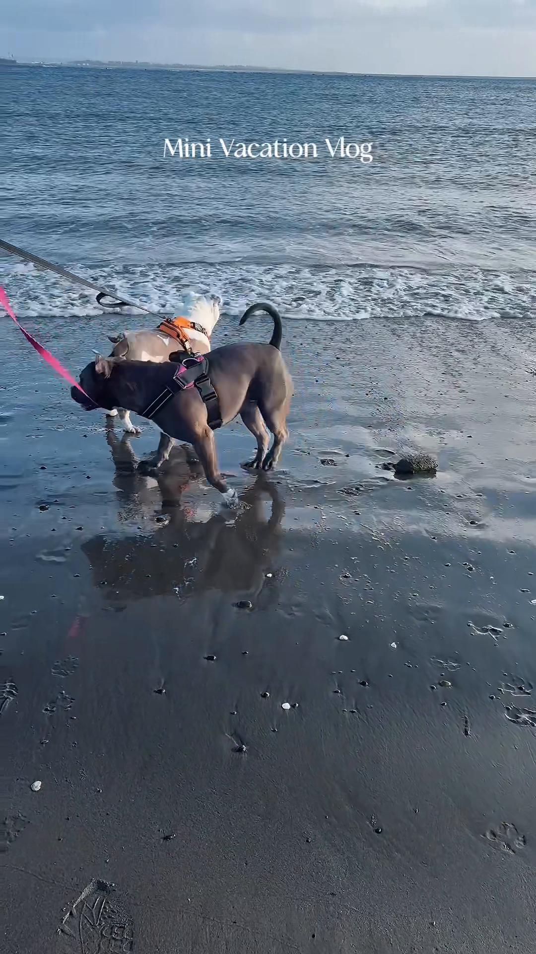 @kai•thedogmother🐾