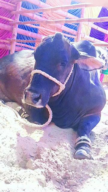 @Master Cattle Farm