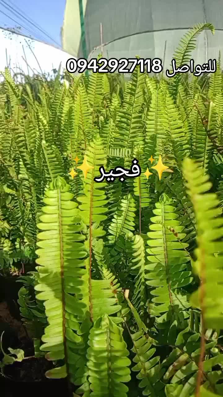 @مشتل الرحمن