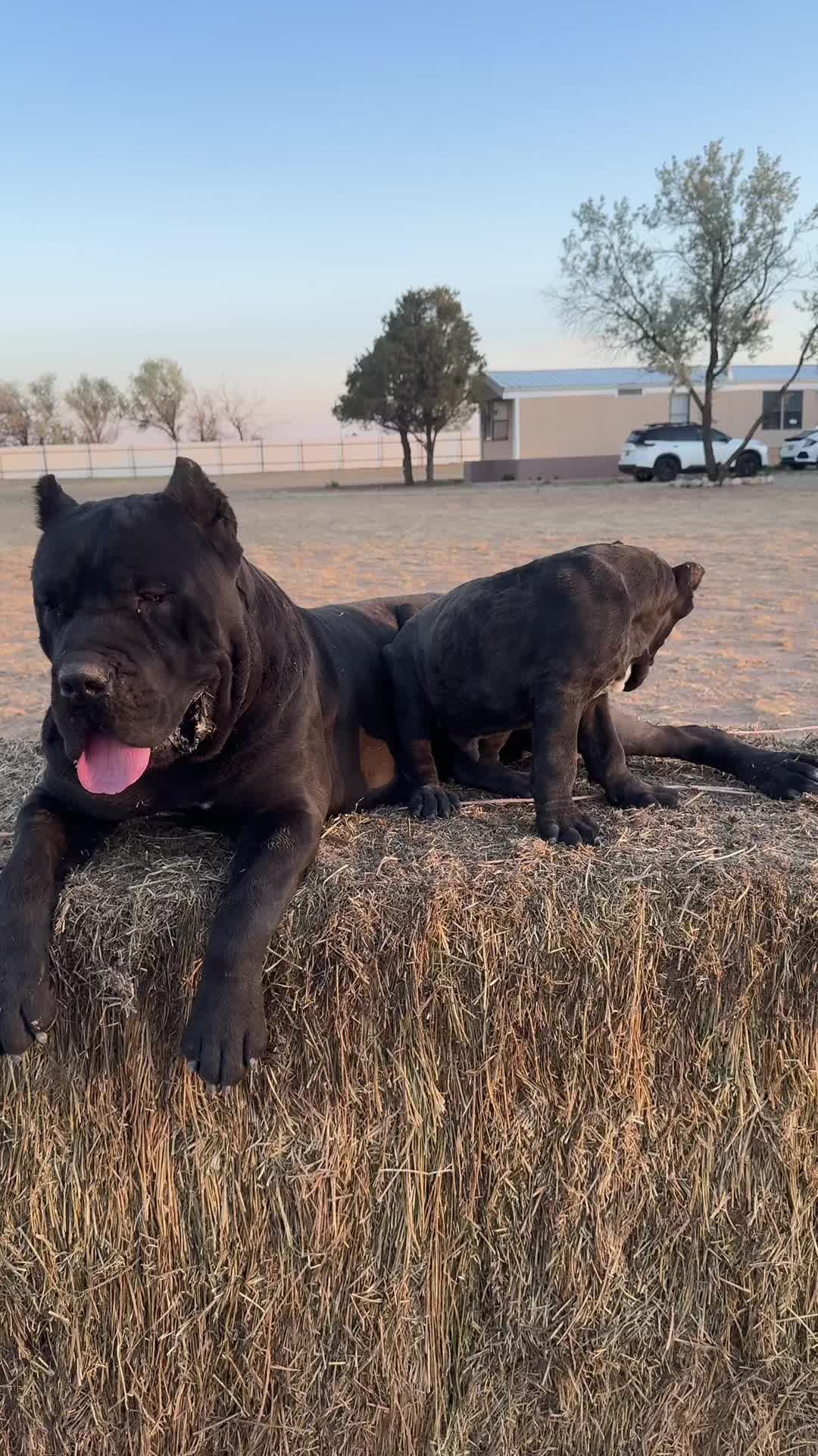 @canecorsoblackguardianz