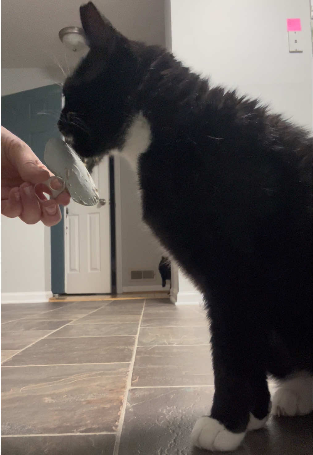 @Toby Purrrs