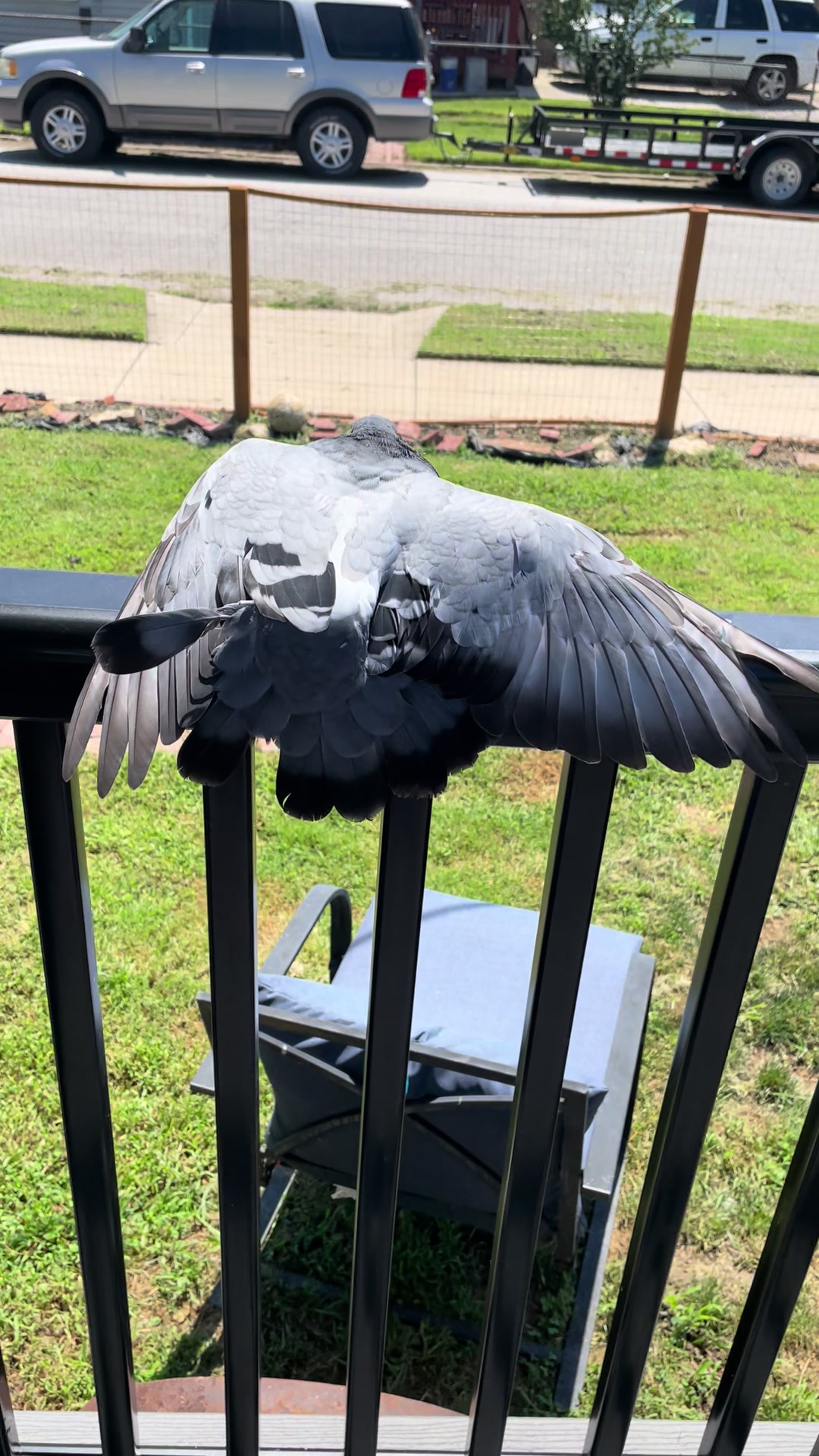 @Beebee The Pigeon