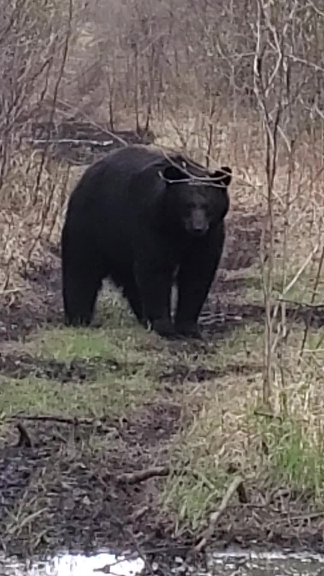 @ddwildhunts