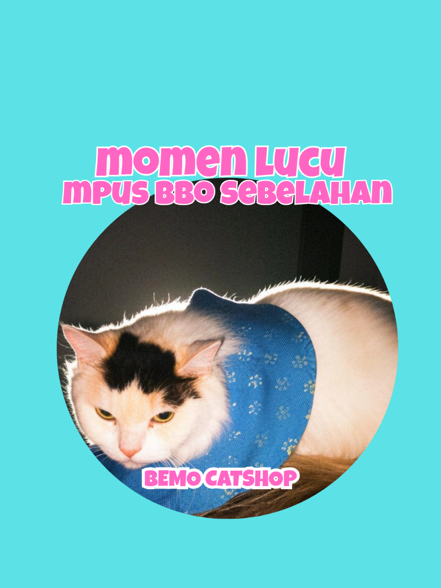 @Bemo Catshop