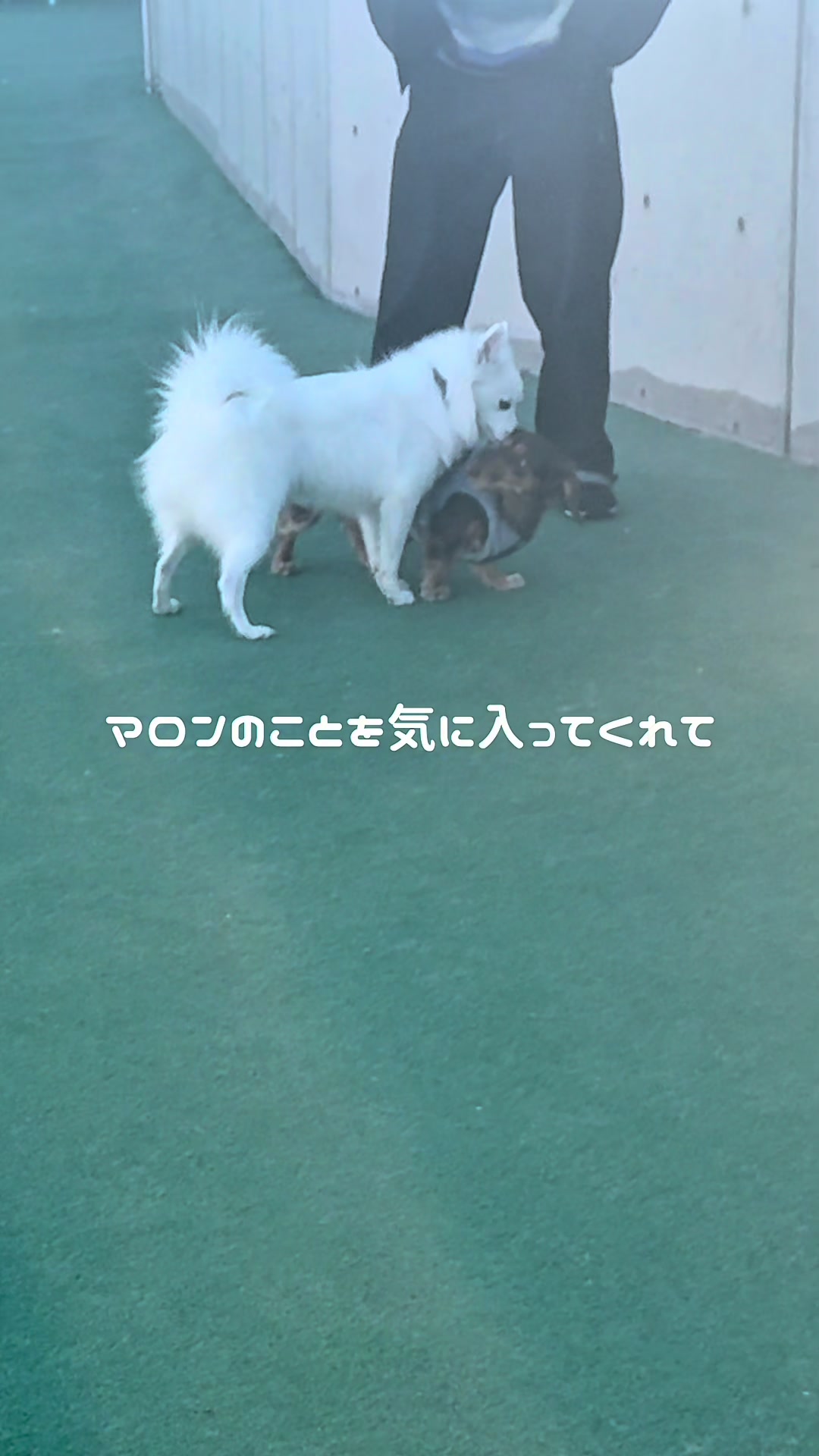 @ミニチュアダックスフンド_まろん
