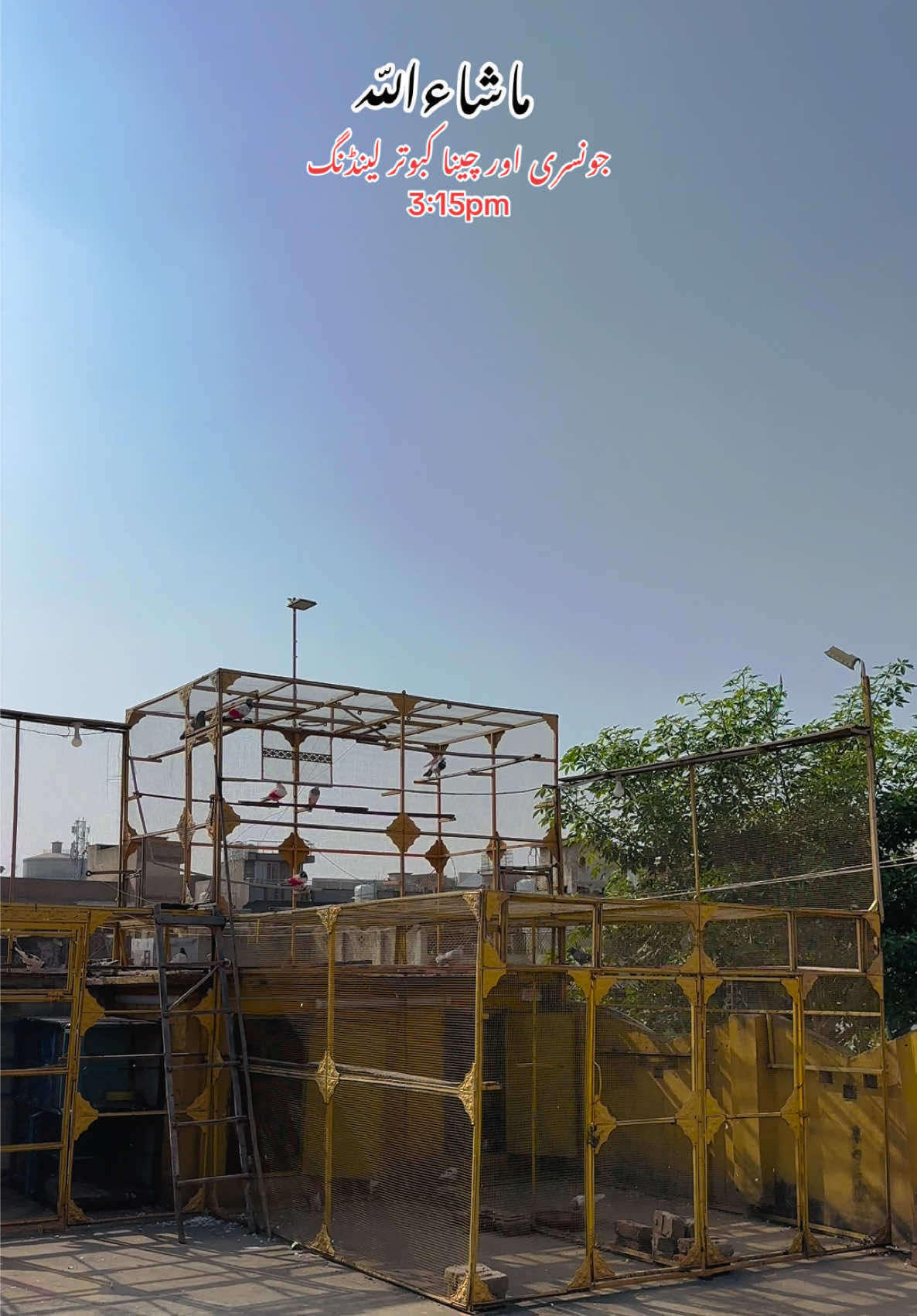 @Dar pigeons club