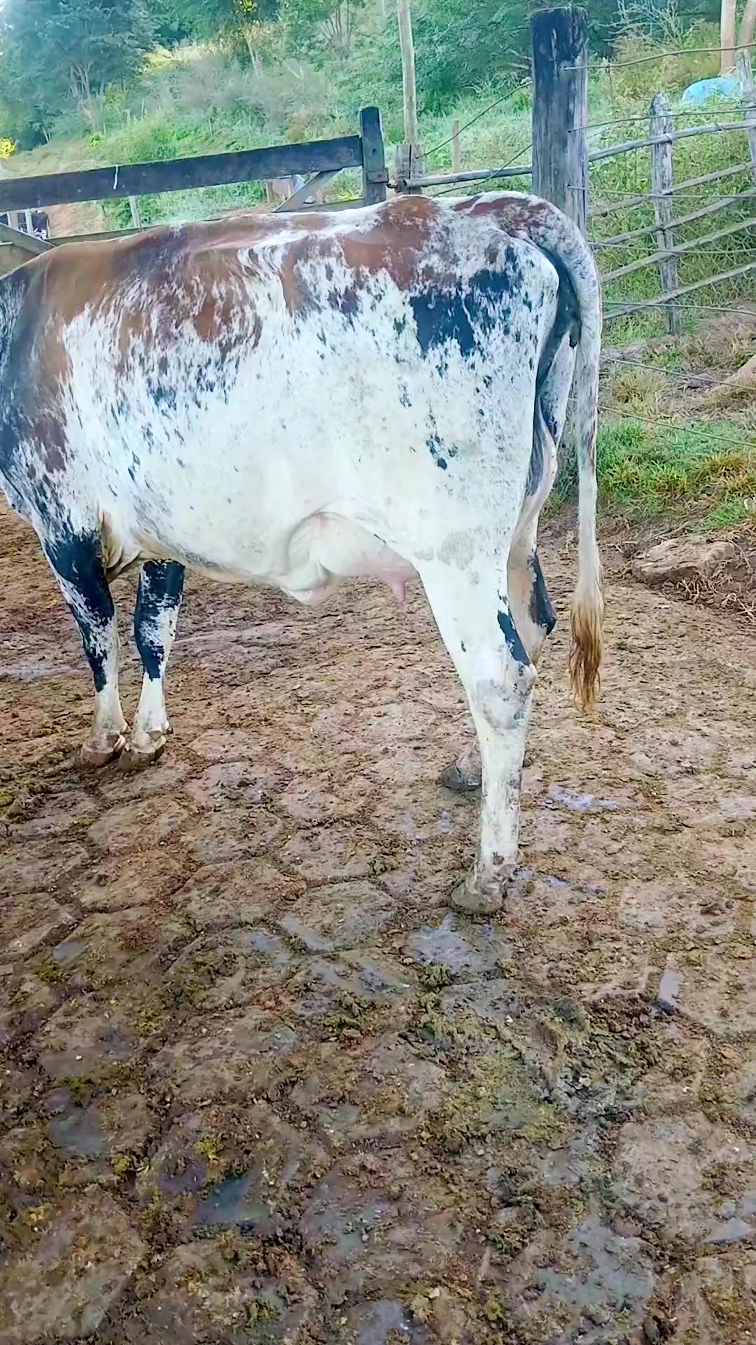 @Fazenda Santa Rosa