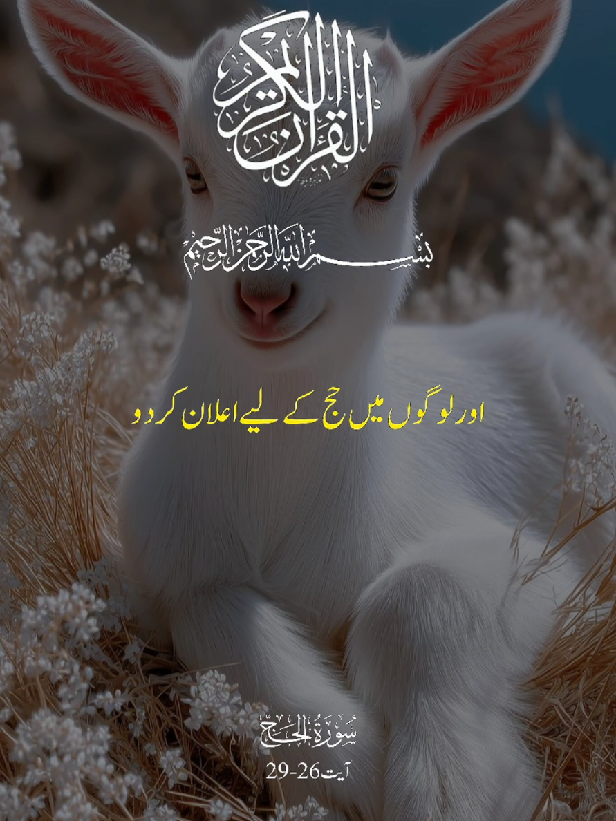 @umarimran786