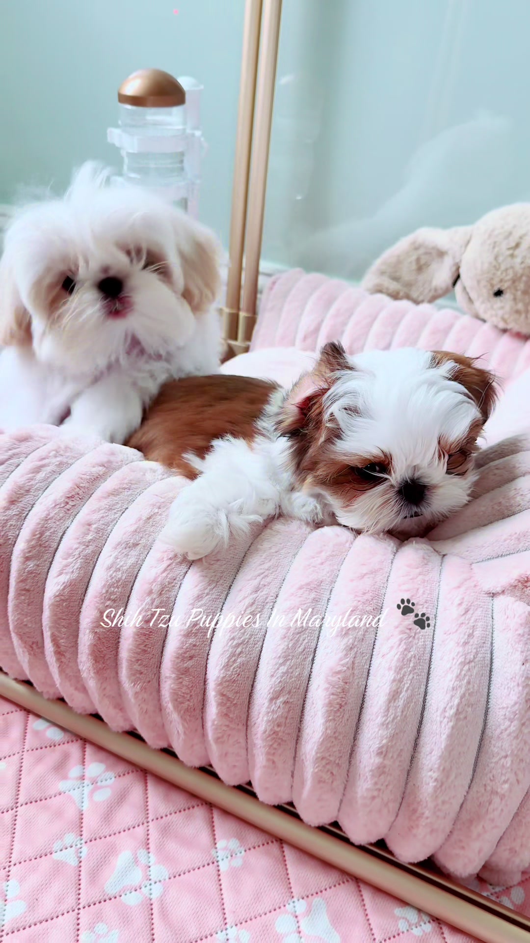 @Shih Tzu Puppies in Maryland