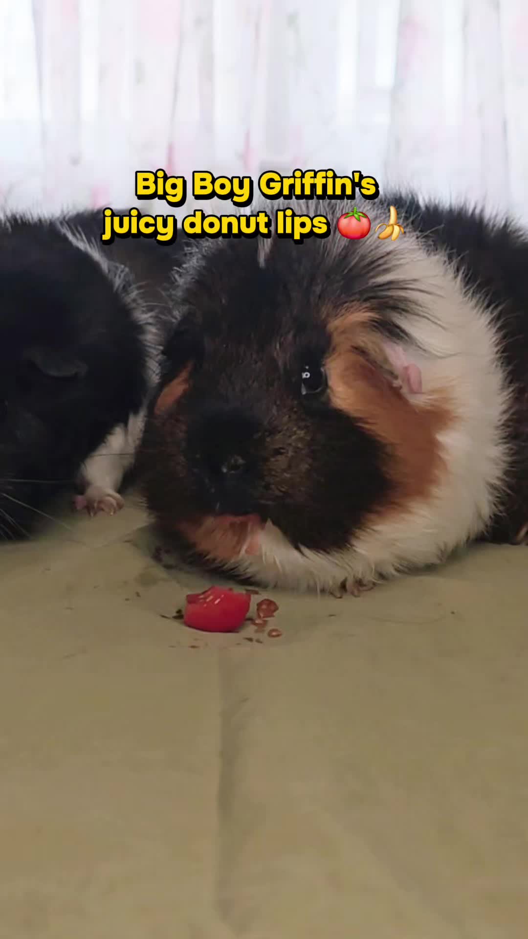 @♡GuineaPiggy♡