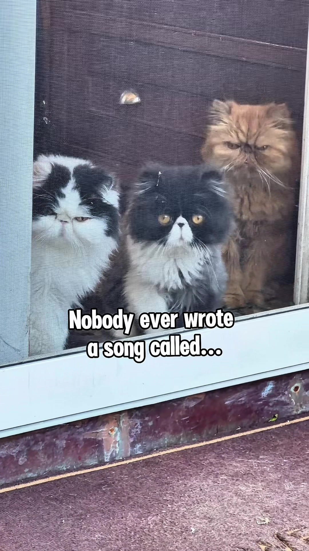 @Walter Bishop The Cat