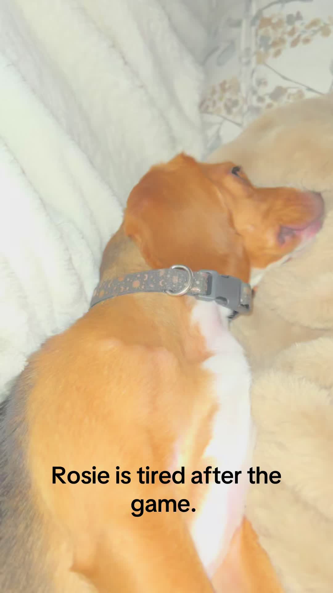 @Rosie the Beagle 🇺🇸🥰 🌞