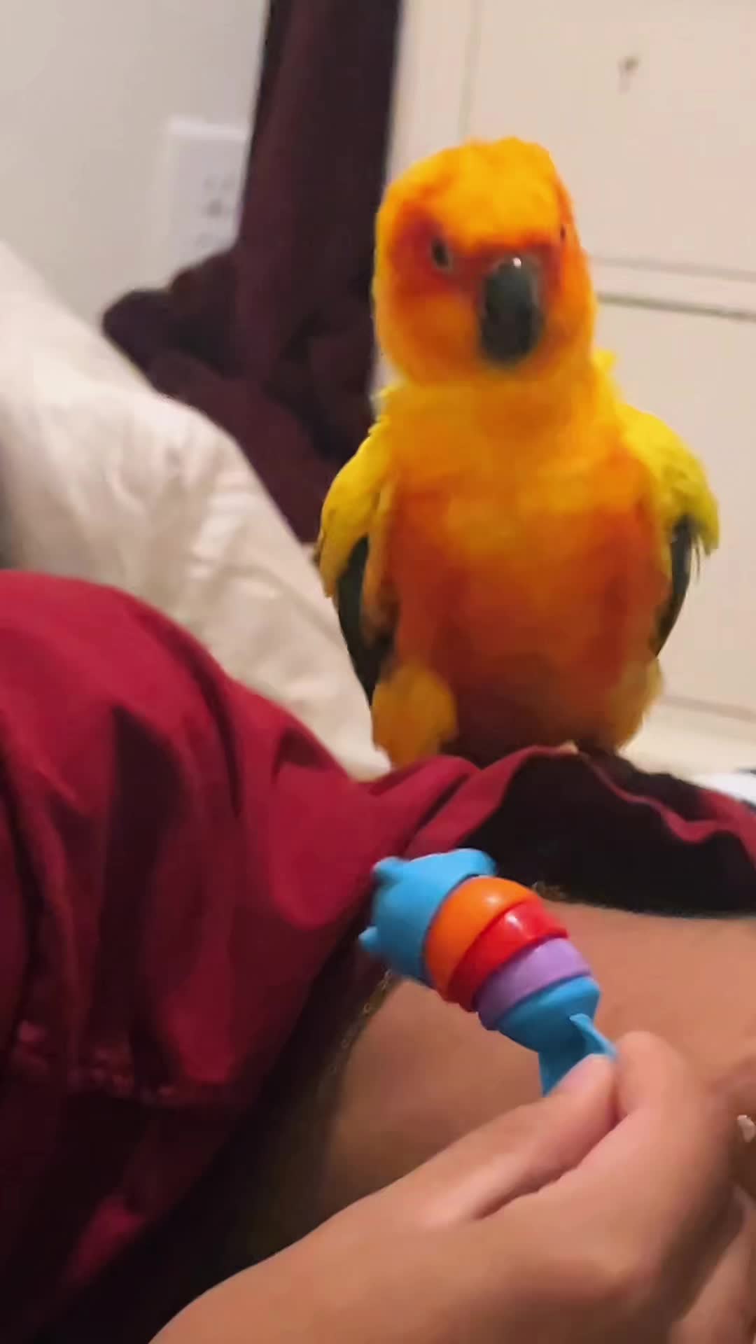 @Suncheepo🦜