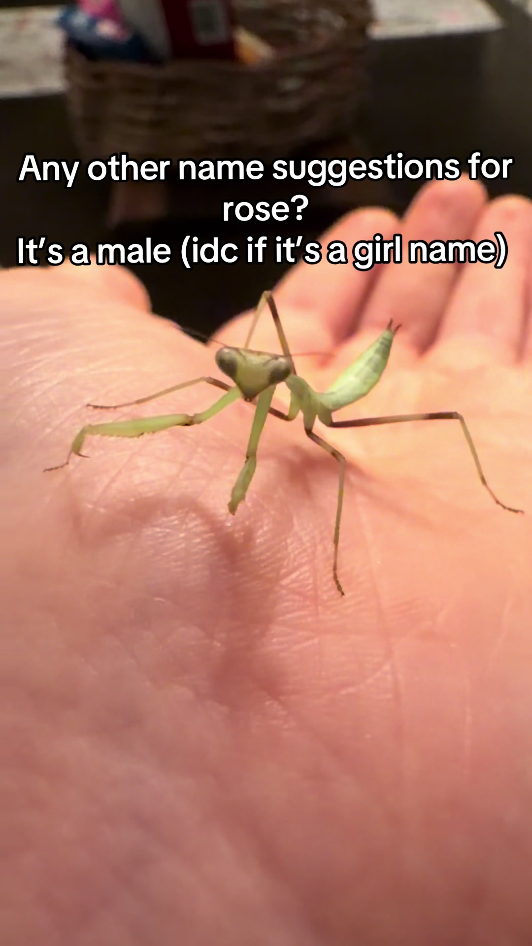 @🪲🐛Rain’s Exotic Pets🦗🐞