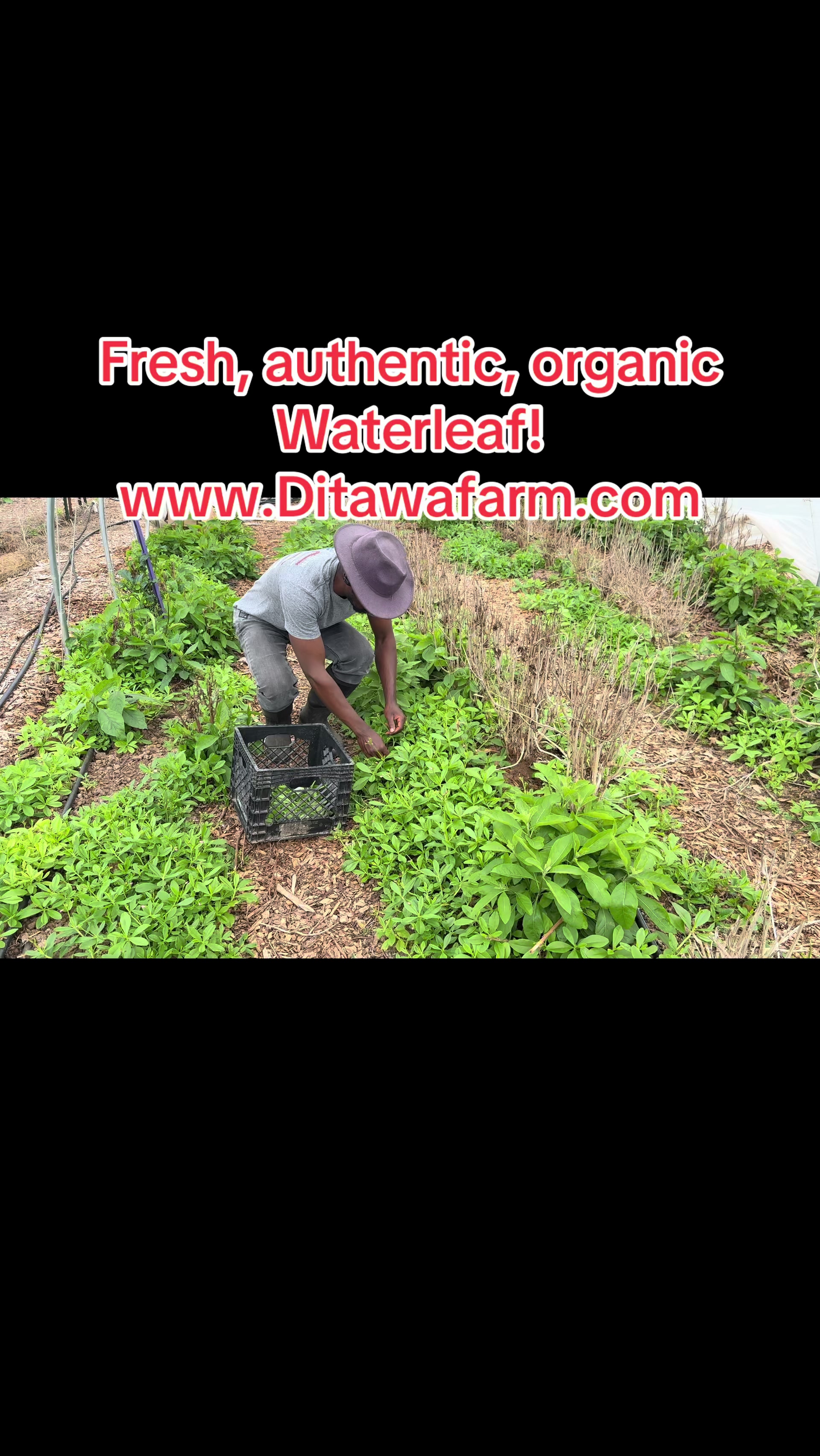 @DITAWA DITAWA