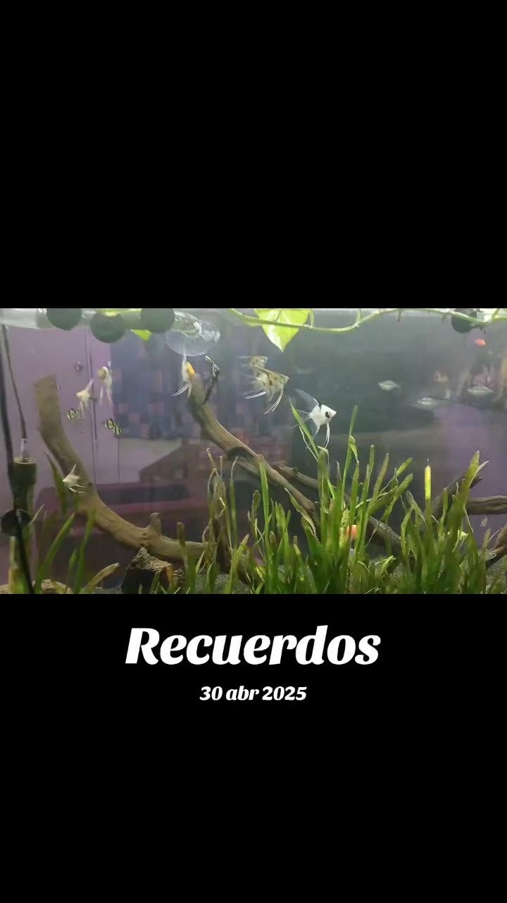 @luiselpollo95