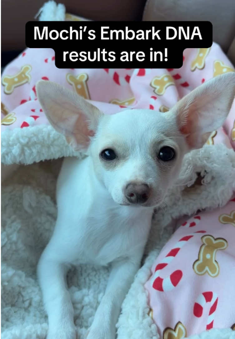 @Embark Vet