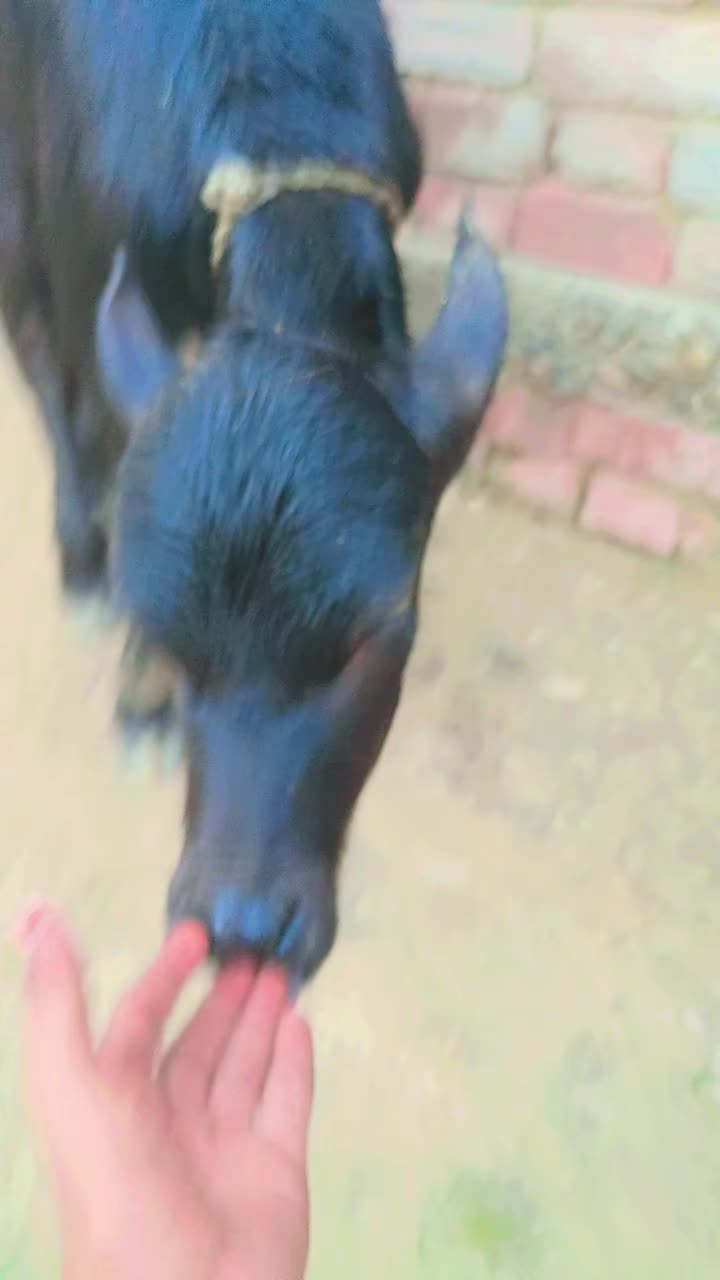 @kuldeep kumar