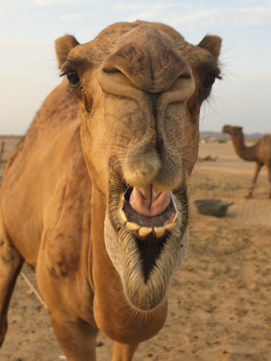 @funny:)animalsbytwins