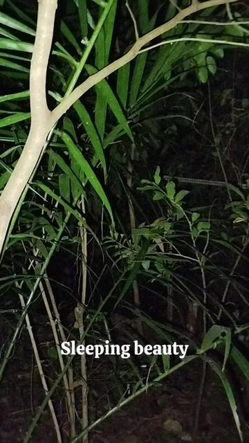 @ғᴀʀᴀʜ ᴠᴜʟᴄᴀɴᴏᴇʟ