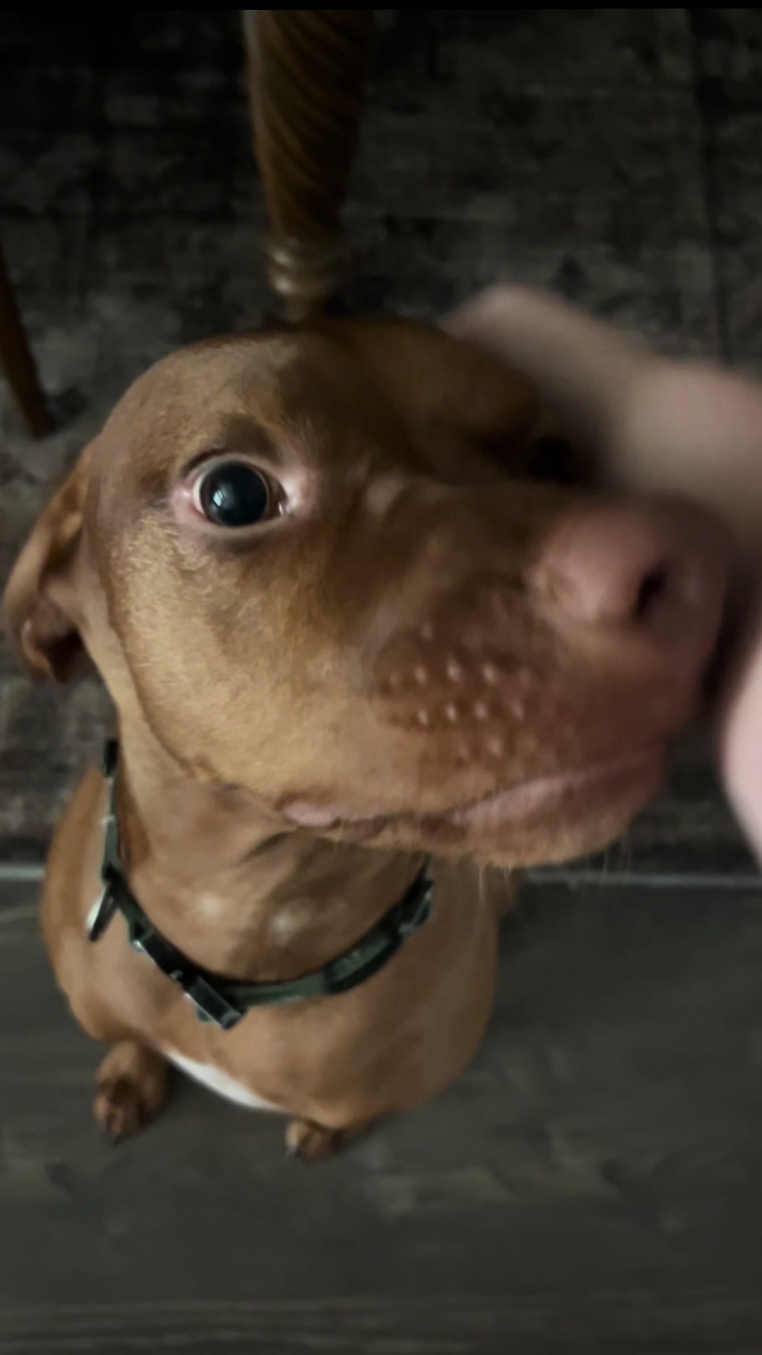 @waylonthevizsla