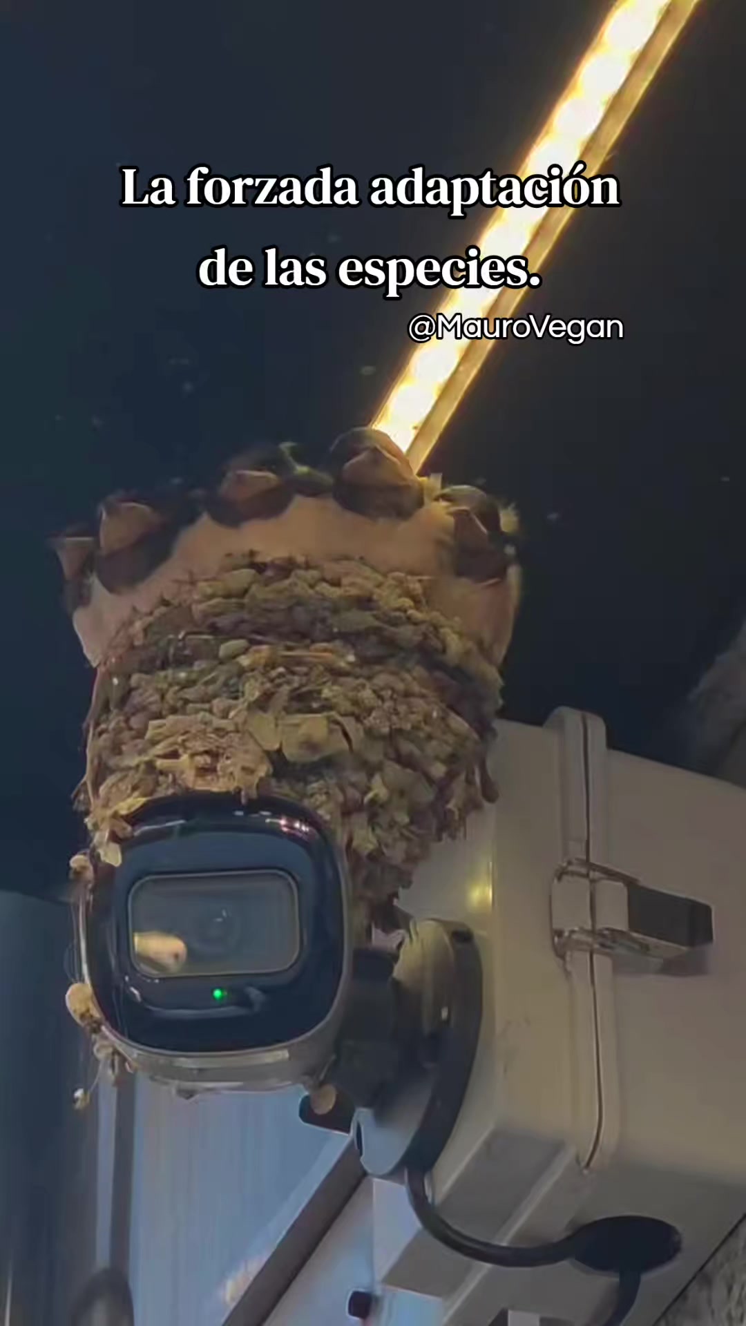 @Mauro Vegan🐑