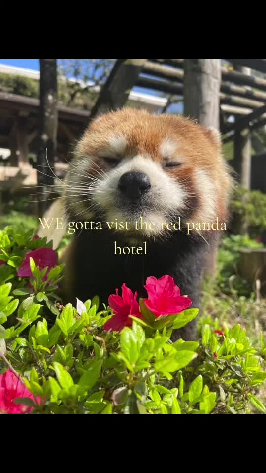 @Misutā rekkusu 👑