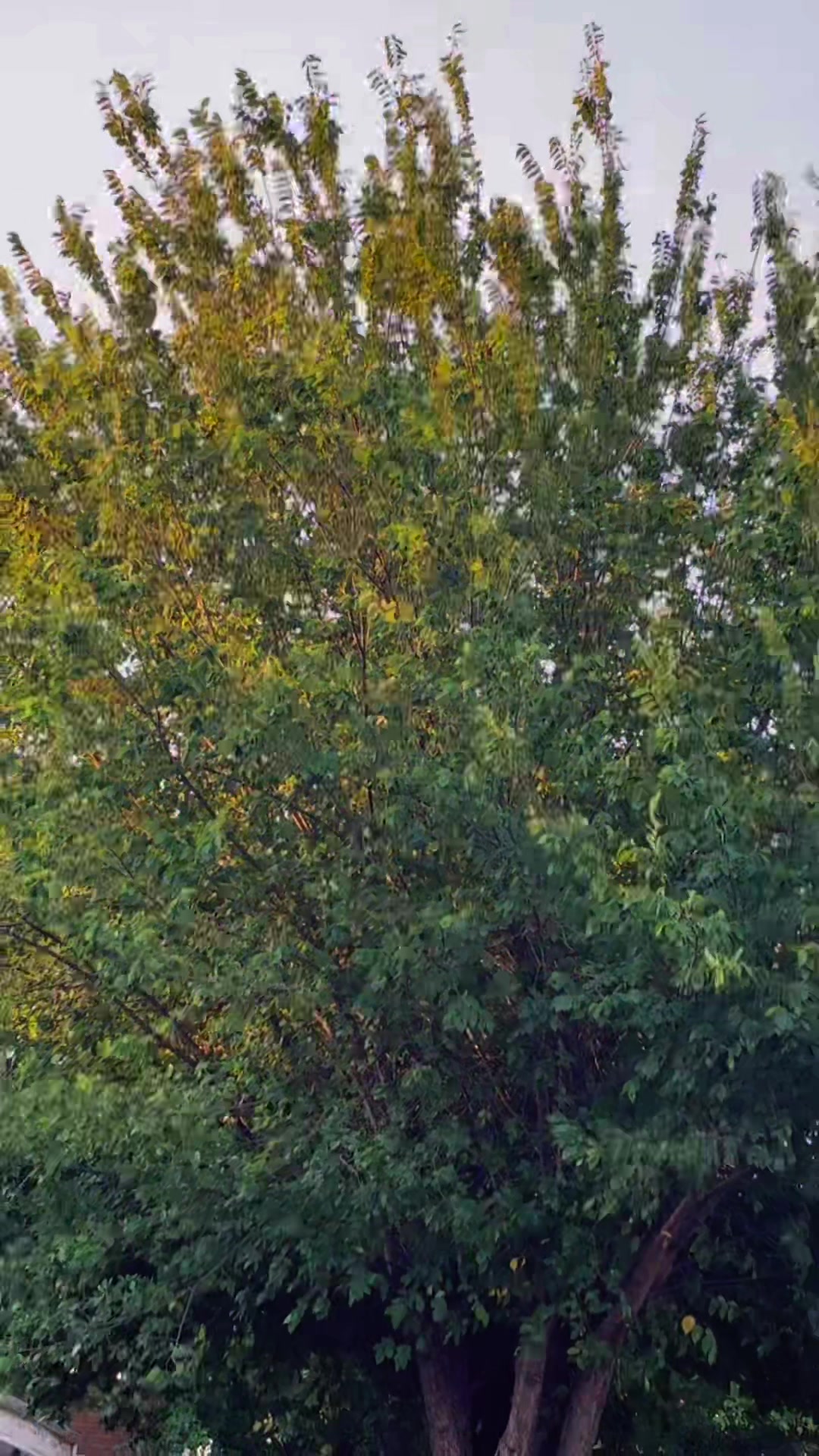 @caritoventura503