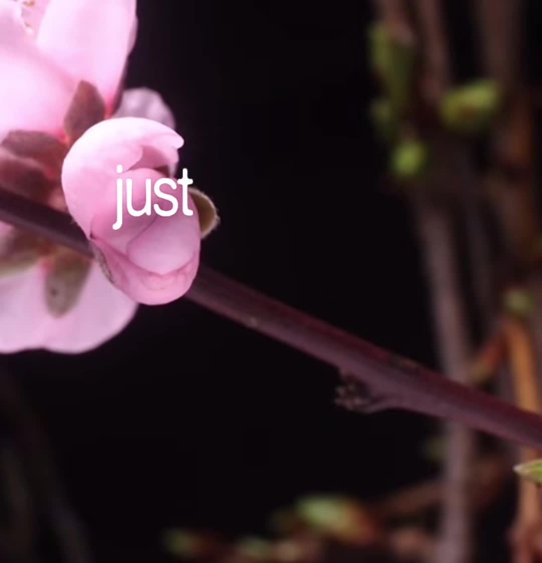 @Systematic_Lyrics