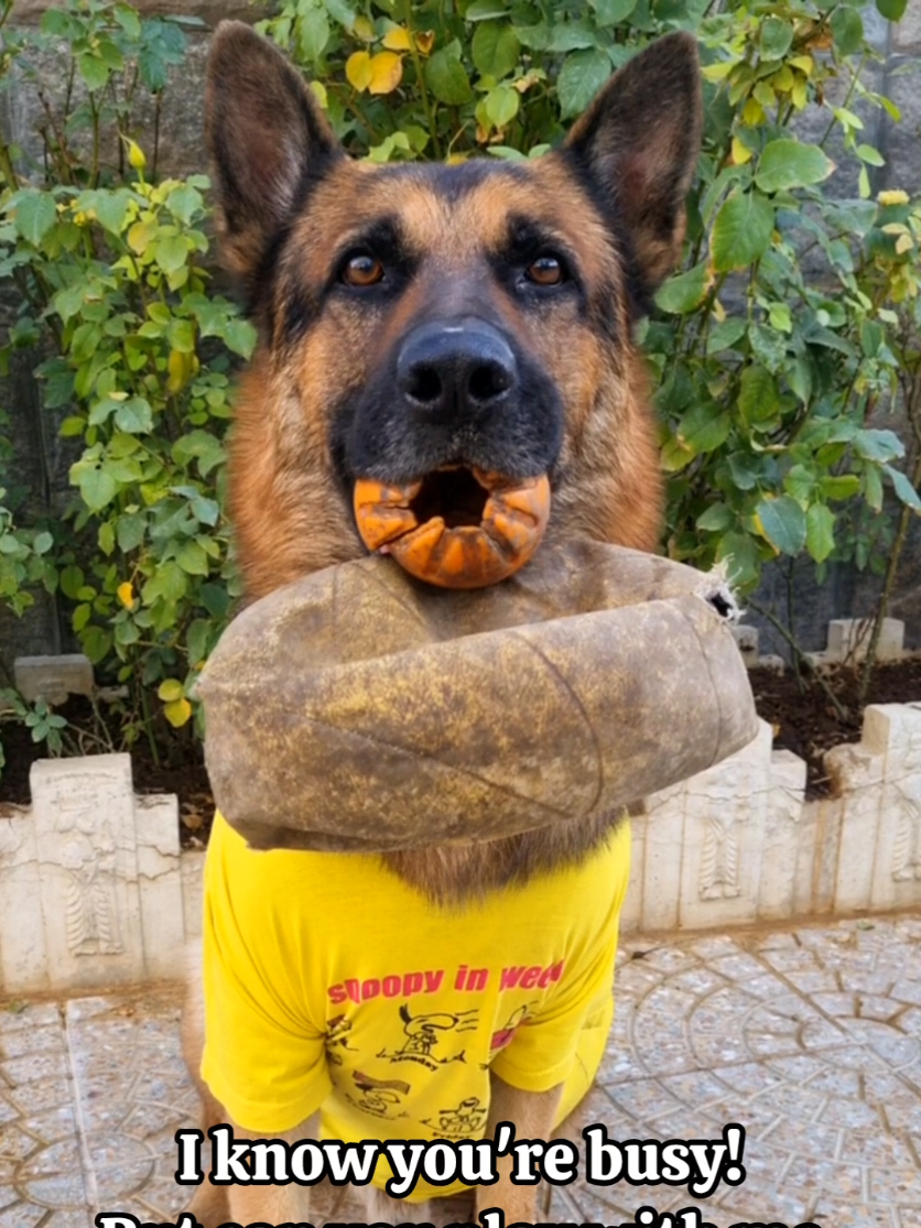 @germansheperd.Rexi