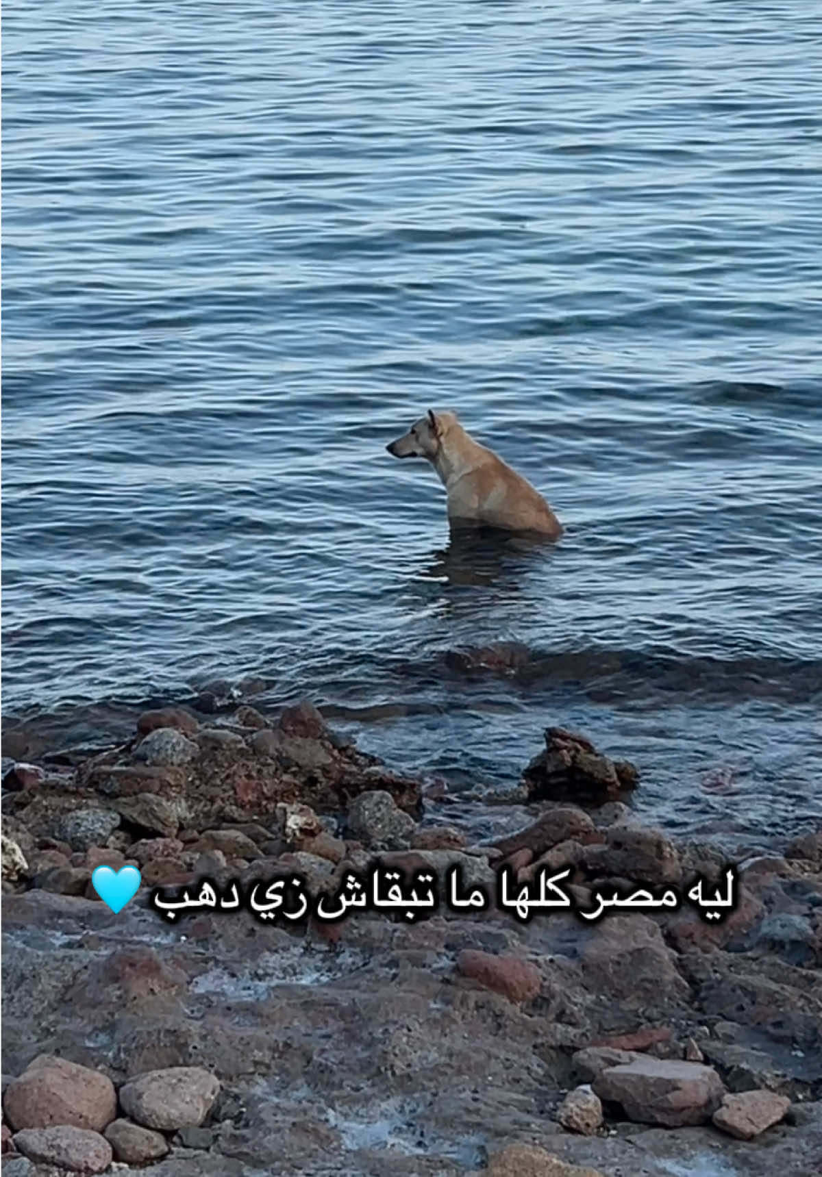 @Hala Ashraf