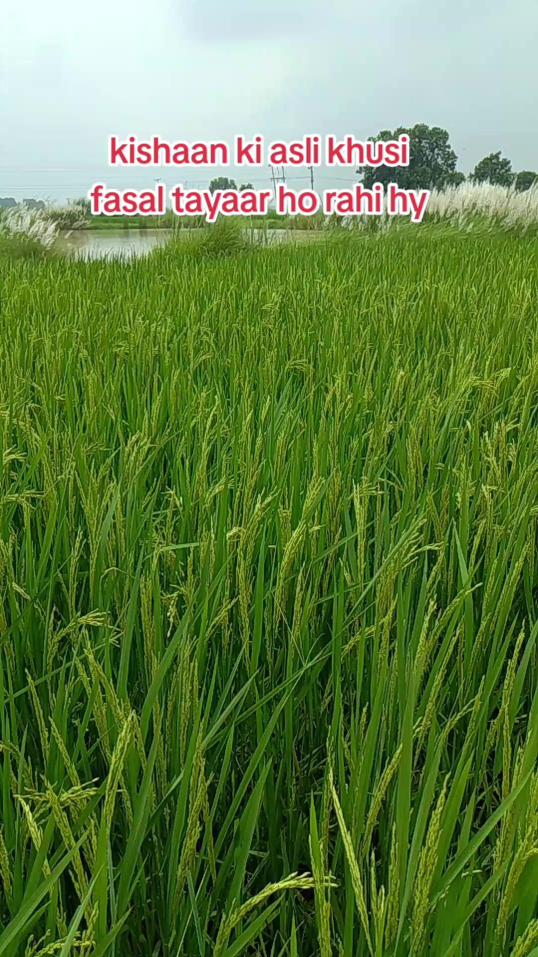 @🇷 🇦 🇳 🇦 🇾 🇦 🇩 🇦 🇻